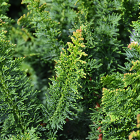 Plant Photo 8
