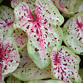 Plant Photo 10