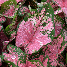 Plant Photo 2