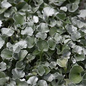 Plant Photo 9