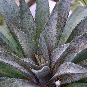 Plant Photo 2
