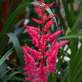 Plant Photo 4