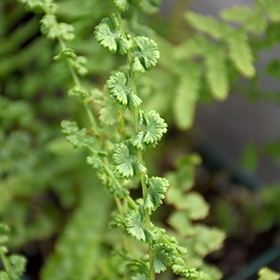 Plant Photo 7