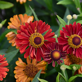 Plant Photo 6