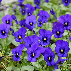Plant Photo 10