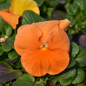 Plant Photo 4