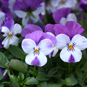 Plant Photo 6