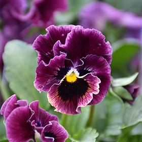 Plant Photo 7