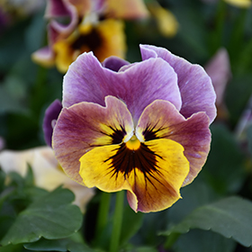Plant Photo 8