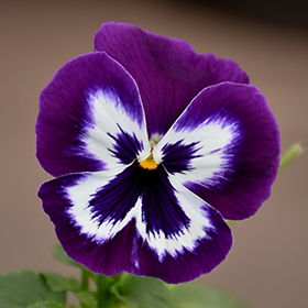 Plant Photo 4