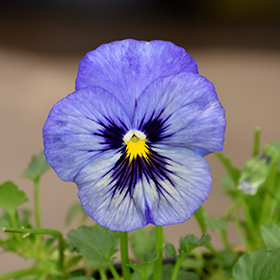 Plant Photo 10