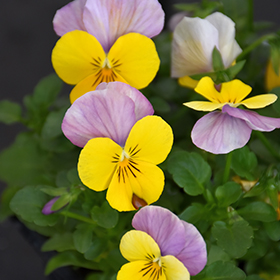 Plant Photo 7