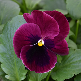 Plant Photo 3