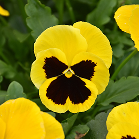 Plant Photo 5