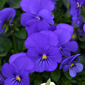 Plant Photo 1