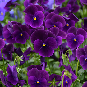 Plant Photo 2