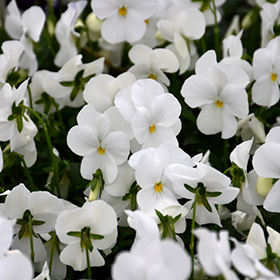 Plant Photo 7