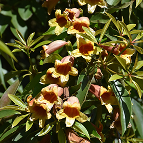 Plant Photo 3