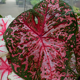 Plant Photo 2
