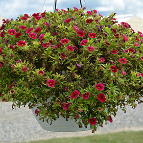 Plant Photo 6
