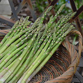 Plant Photo 4