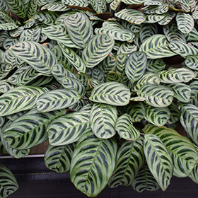 Plant Photo 5