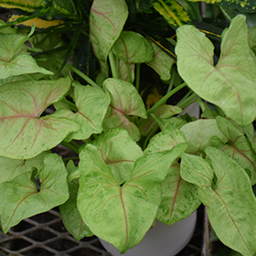 Plant Photo 6