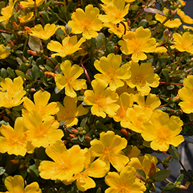 Plant Photo 9