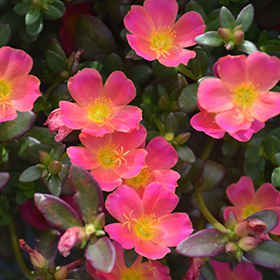 Plant Photo 6