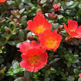 Plant Photo 7