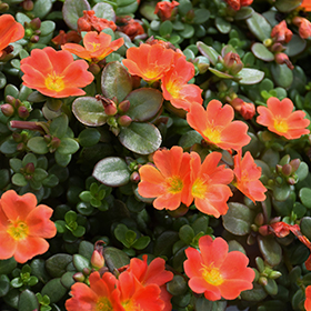 Plant Photo 8