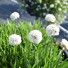 Plant Photo 6