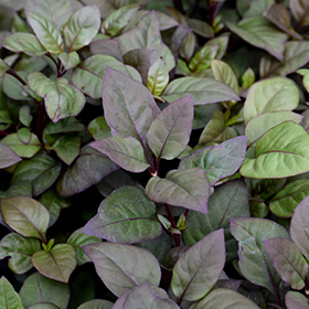 Plant Photo 4