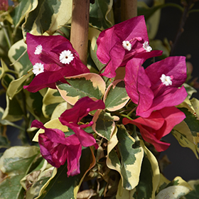 Plant Photo 6