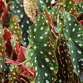 Plant Photo 2