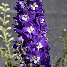 Plant Photo 3