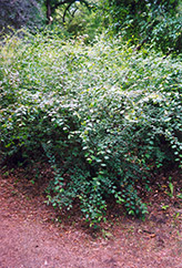 European Cotoneaster (Cotoneaster integerrimus) at A Very Successful Garden Center