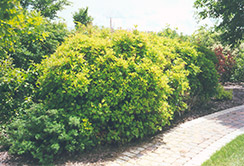 Alfredo Highbush Cranberry (Viburnum trilobum 'Alfredo') at Stonegate Gardens