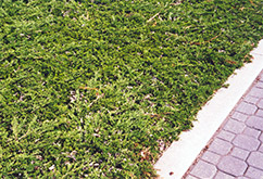 Prince of Wales Juniper (Juniperus horizontalis 'Prince of Wales') at Lakeshore Garden Centres
