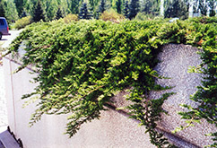 Prince of Wales Juniper (Juniperus horizontalis 'Prince of Wales') at Lakeshore Garden Centres