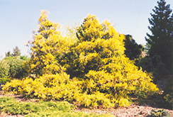 Gold Spangle Falsecypress (Chamaecyparis pisifera 'Gold Spangle') at Stonegate Gardens