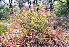 Roseum Mollis Azalea (Rhododendron 'Roseum Mollis') at A Very Successful Garden Center