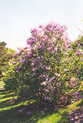 Buffon Lilac (Syringa 'Buffon') at Stonegate Gardens