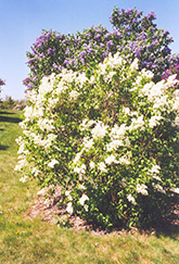 Primrose Lilac (Syringa vulgaris 'Primrose') at Stonegate Gardens