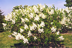 Mount Baker Lilac (Syringa x hyacinthiflora 'Mount Baker') at Stonegate Gardens