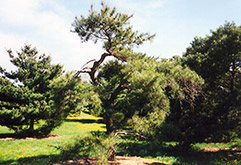 Japanese Red Pine (Pinus densiflora) at A Very Successful Garden Center