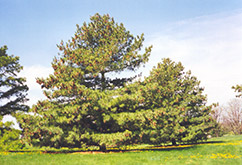 Himalayan Blue Pine (Pinus wallichiana) at Lakeshore Garden Centres