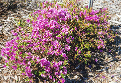 Compact Dwarf Rhododendron (Rhododendron 'Compact Dwarf') at Lakeshore Garden Centres