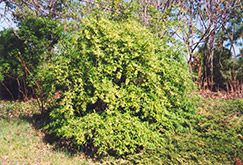 Cherry Prinsepia (Prinsepia sinensis) at A Very Successful Garden Center