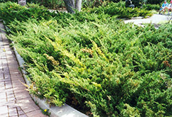 Arcadia Juniper (Juniperus sabina 'Arcadia') at A Very Successful Garden Center
